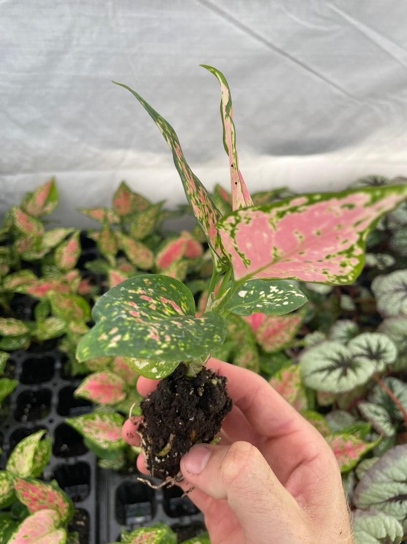 SunshineGreens Aglaonema Favonian Plant - Thumbnail 3