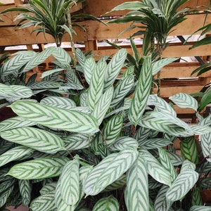 Calathea Exotica Starter Plant (ALL STARTER PLANTS require you to purchase 2 plants!)