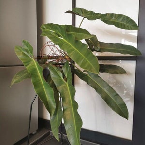 Philodendron atabapoense Starter Plant (ALL STARTER PLANTS require you to purchase 2 plants!)