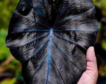 May include: A large, heart-shaped Colocasia leaf with a deep black, velvety texture and prominent, dark blue veins radiating from the center. The leaf features a distinct, pointed tip and a deeply lobed base, showcasing a striking contrast between the dark foliage and the vibrant blue venation patterns across the surface.