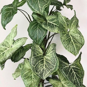 Syngonium Batik Starter Plant (All starter plants require you to purchase two plants)