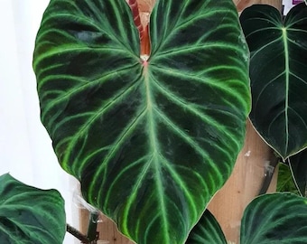 Philodendron verrucusom esmeraldas Starter Plant (ALL STARTER PLANTS require you to purchase 2 plants!)