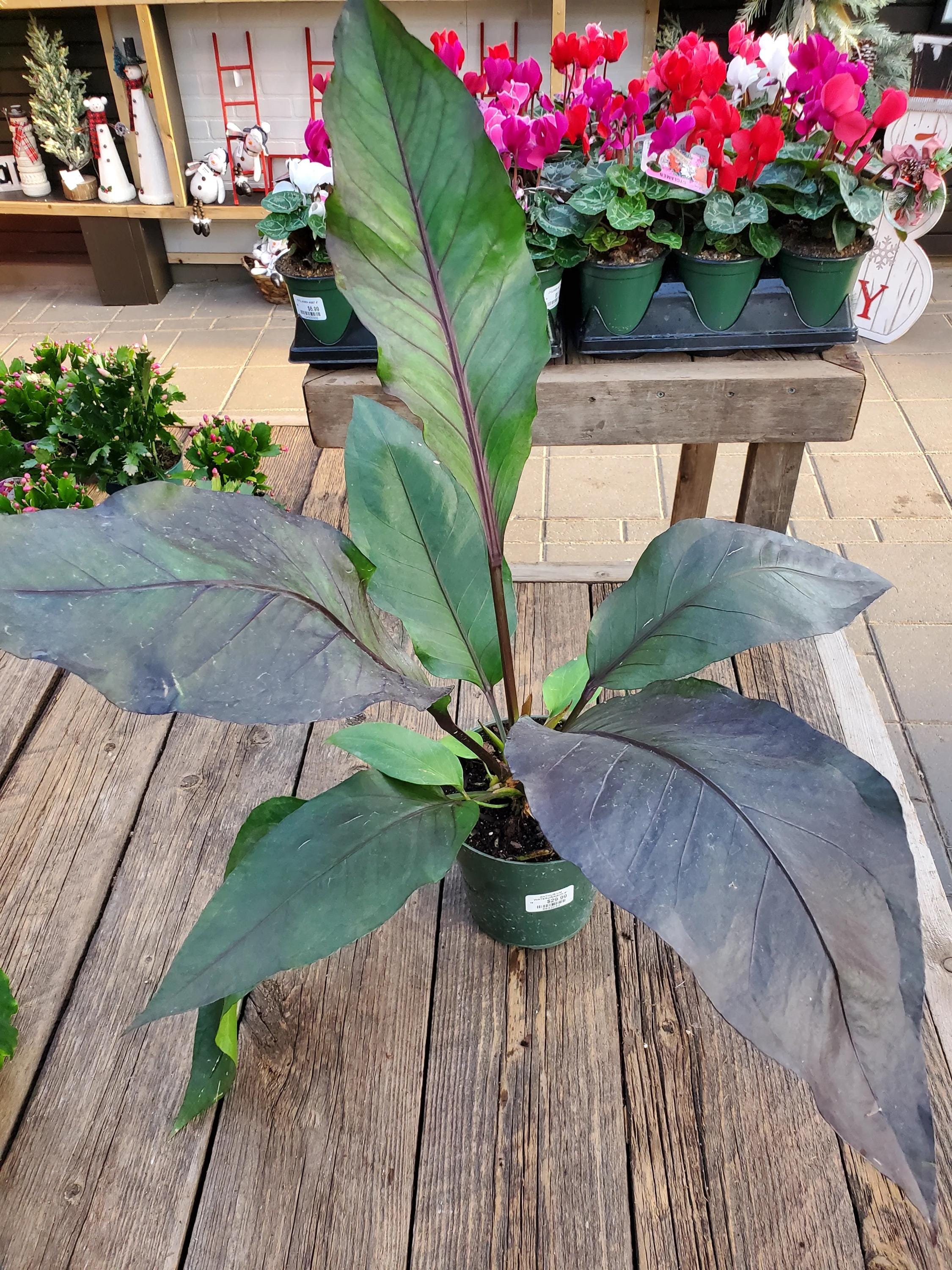 house plant pesticide Damn Bug! Indoor Plant Pest Spray