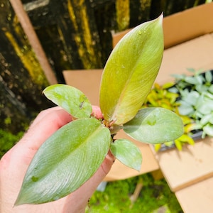 Black Cardinal Philodendron ALL starter plants require you to purchase 2 plants image 7