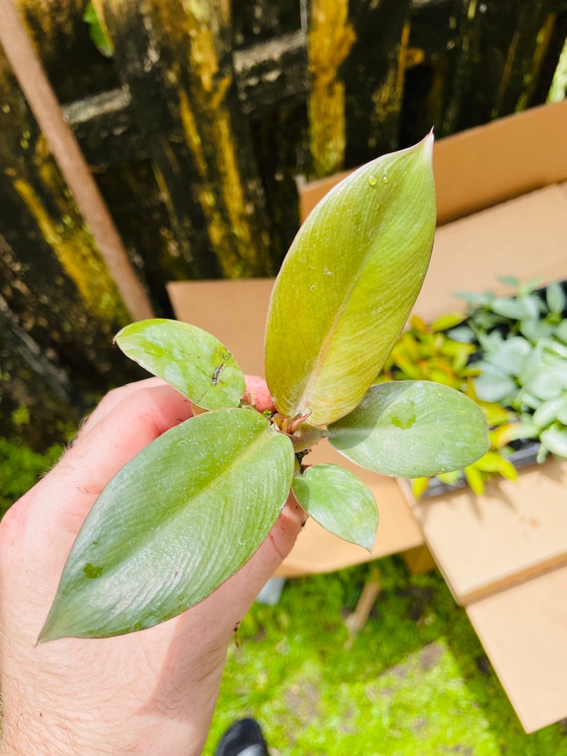 Black Cardinal Philodendron ALL starter plants require you to purchase 2 plants image 7