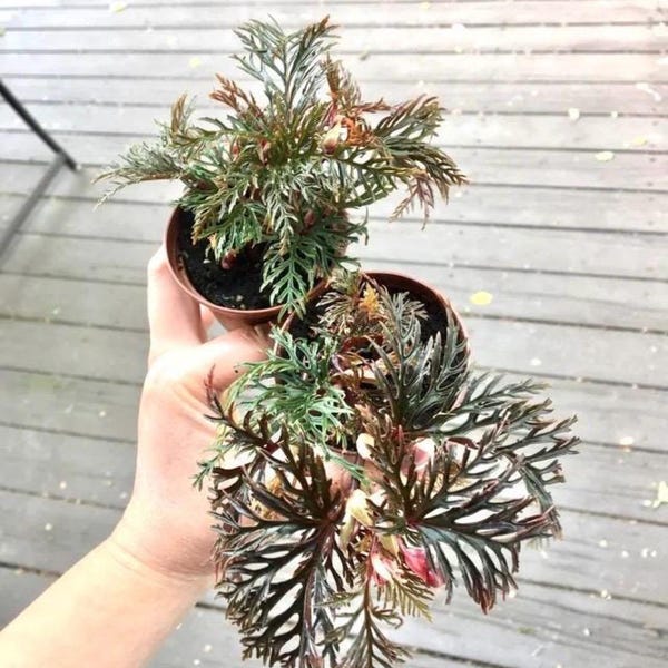 begonia bipinnatifida 2” pot (ALL STARTER PLANTS require you to purchase 2 plants!)