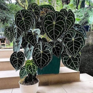 Anthurium clarinervium Starter Plant (ALL STARTER PLANTS require you to purchase 2 plants!)