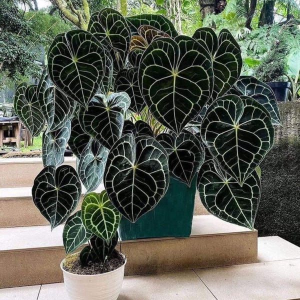 Anthurium clarinervium Starter Plant (ALL STARTER PLANTS require you to purchase 2 plants!)