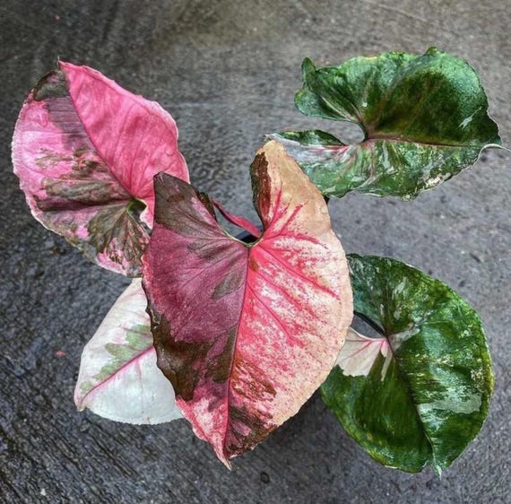 Syngonium Strawberry ice Starter Plant (ALL STARTER PLANTS require you to purchase 2 plants!)