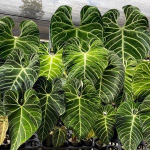 Anthurium Regale Seeds - Etsy