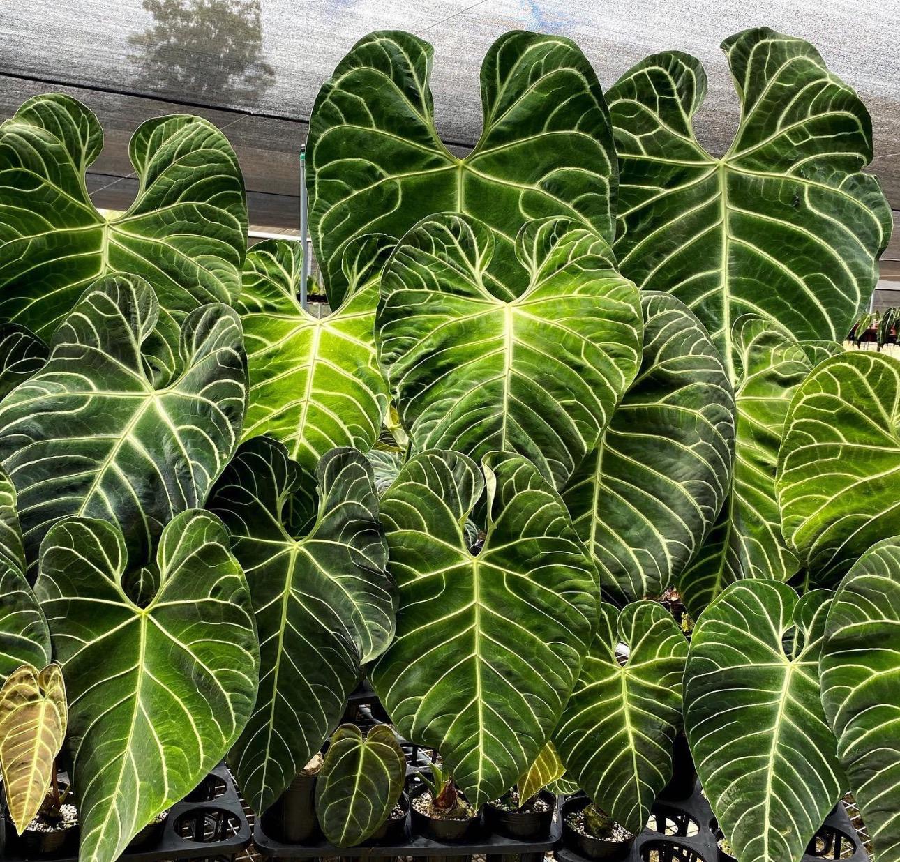 Anthurium Regale 2” Pot (ALL STARTER PLANTS Require You to