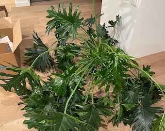 Philodendron hope Starter Plant (ALL STARTER PLANTS require you to purchase 2 plants!)