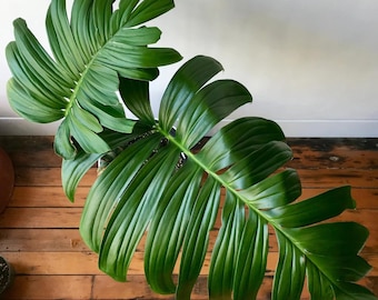 Rhaphidophora decursiva “dragon tail” Starter Plant (**transaction requires 2 starter plants to complete**)