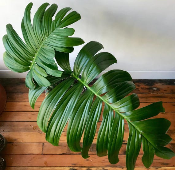 Rhaphidophora Decursiva dragon Tail Starter Plant (**transaction Requires  2 Starter Plants to Complete**) - Etsy