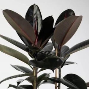 Planta joven de ficus Black Prince **(¡Todas las plantas requieren la compra de 2 plantas cualesquiera!)**
