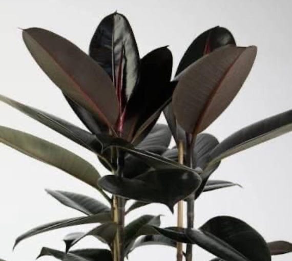 Ficus Black Prince Rubber Tree Starter Plant **(ALL Plants Require You to  Purchase ANY 2 Plants!)** - Etsy