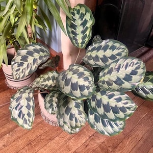 May include: A green and white patterned houseplant with large leaves in a white pot. The plant is sitting on a wooden floor.