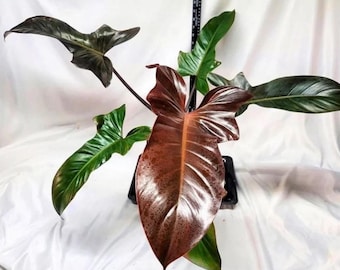 Philodendron Florida bronze (black cardinal x Florida) Starter Plant (ALL STARTER PLANTS require you to purchase 2 plants!)