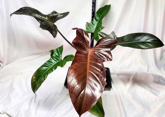 Philodendron Florida Bronze (black Cardinal X Florida) Starter