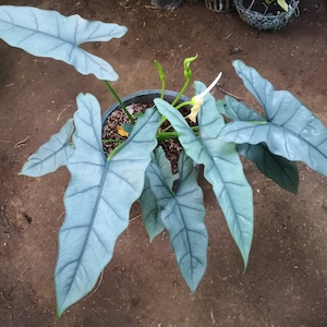 Alocasia Heterophylla 'Dragons Breath' starter plant (All starter plants require you to purchase TWO plants)