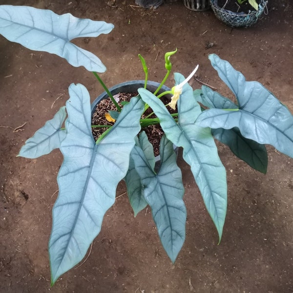 Alocasia Heterophylla 'Dragons Breath' starter plant (All starter plants require you to purchase TWO plants)