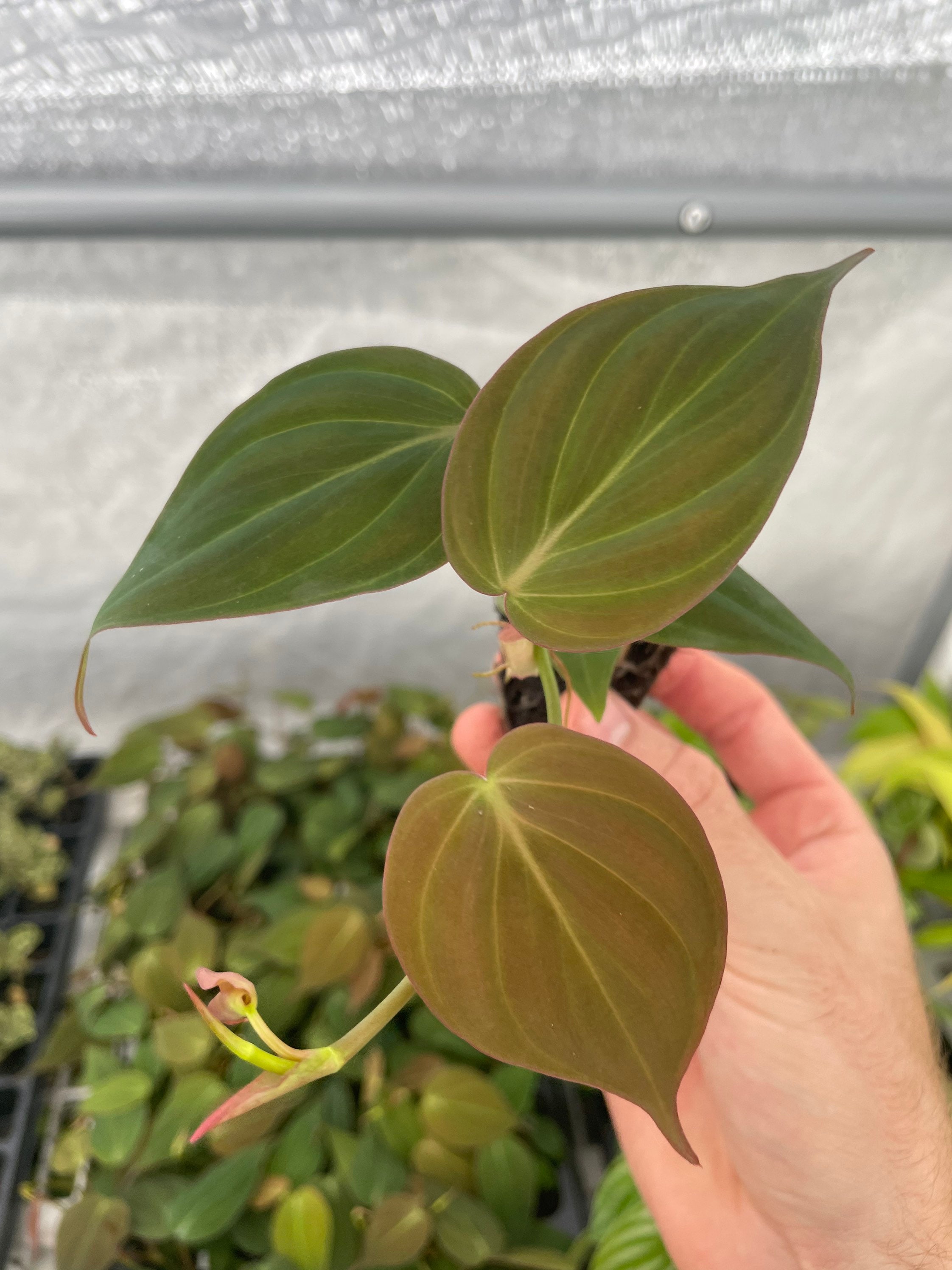 Philodendron Micans Starter Plant (ALL STARTER PLANTS Require You to  Purchase 2 Plants!) - Etsy
