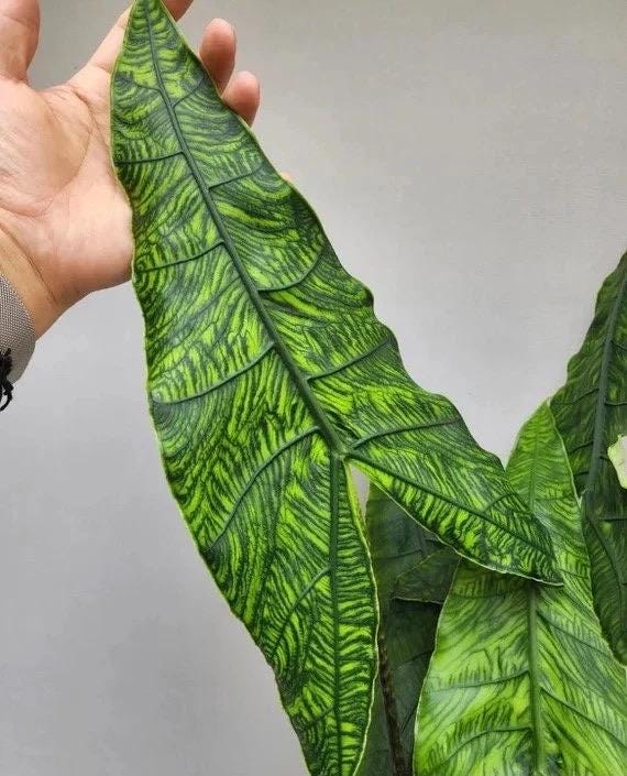 Plante de dmarrage d'Alocasia Zebrina reticulata (TOUTES LES PLANTES DE  DMARRAGE ncessitent l'achat de 2 plantes !)