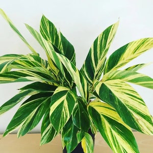 Variegated ginger ”alpina zerumbet” Starter Plant (ALL STARTER PLANTS require you to purchase 2 plants!)