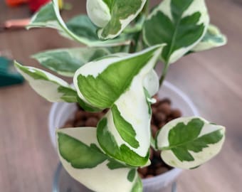 Pothos pearls and jade starter plant **(ALL plants require you to purchase ANY 2 plants!)**