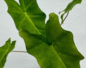 Alocasia Marbled Golden Dragon starter plant **(ALL plants require you to purchase ANY 2 plants!)**
