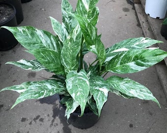 Variegated Peace Lily “domino” Starter Plant (ALL STARTER PLANTS require you to purchase 2 plants!)