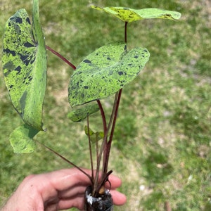 Colocasia Mojito "Esculenta" Elephant Ear Starter Plant. **ALL starter plants require you to purchase 2 plants! ** image 4