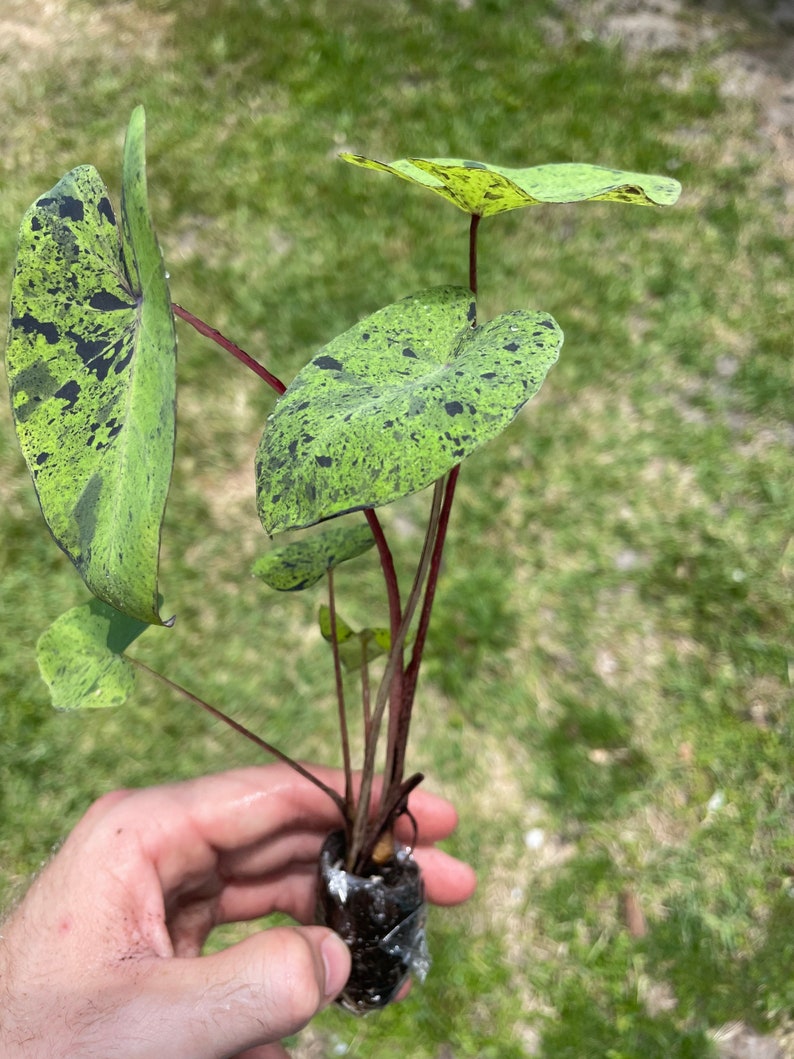 Colocasia Mojito "Esculenta" Elephant Ear Starter Plant. **ALL starter plants require you to purchase 2 plants! ** image 4