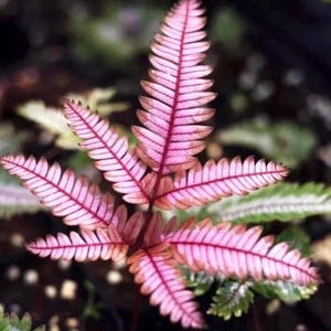 Candy striped brake fern starter plant **(ALL plants require you to purchase ANY 2 plants!)**