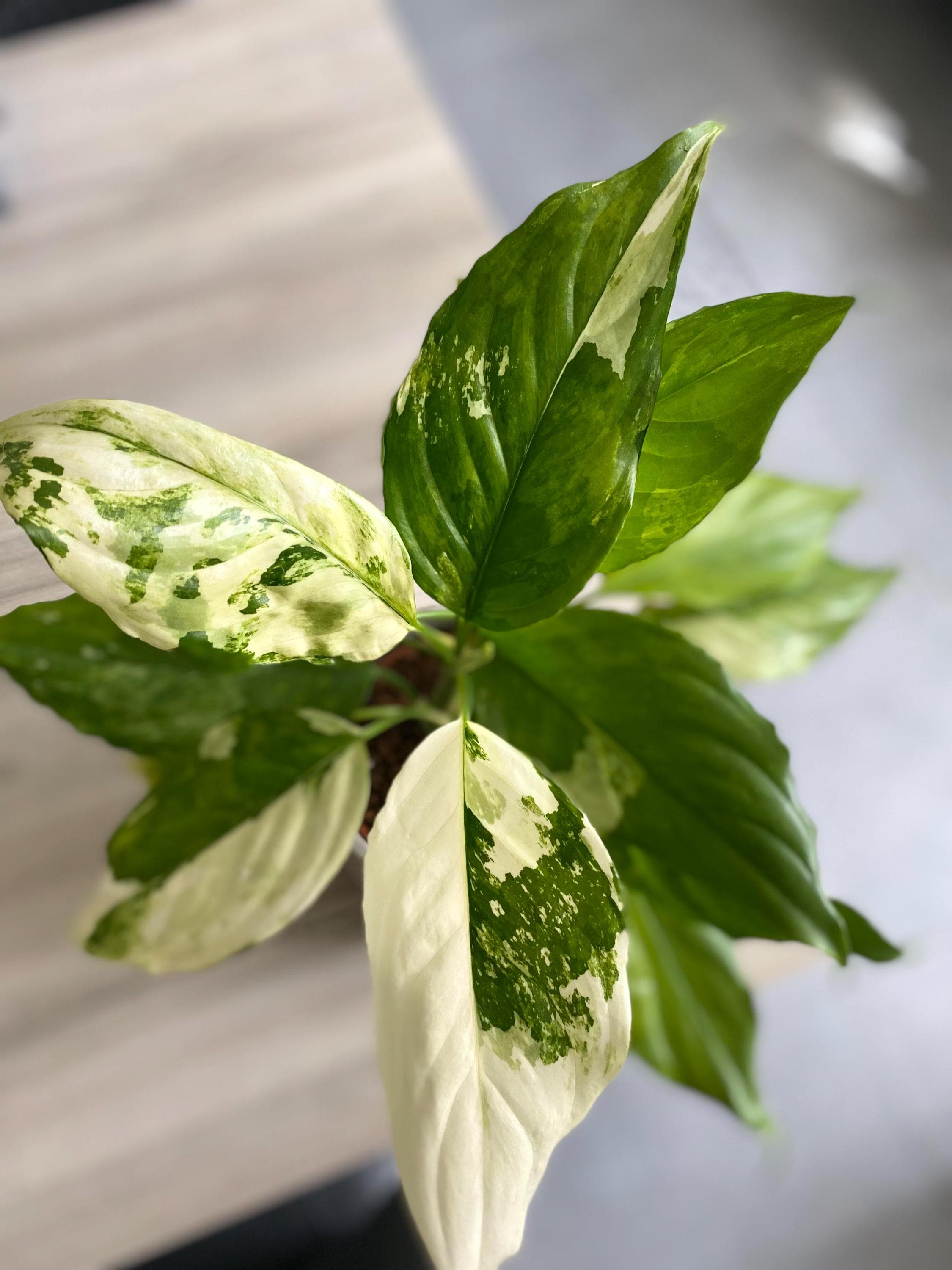 Aglaonema Spilt Milk Starter Plant (ALL PLANTS Require You to