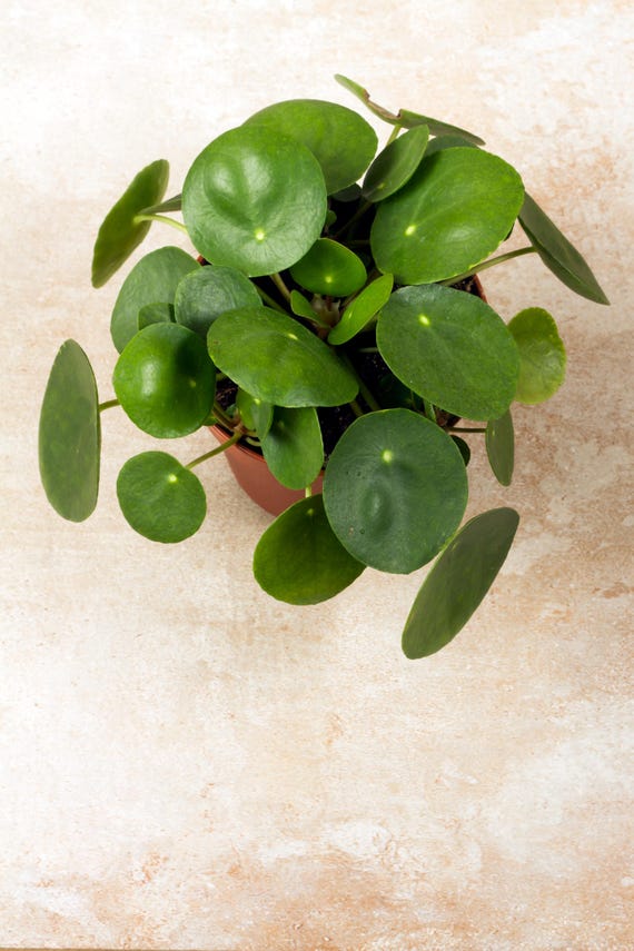 watering cans for house plants Kool Products Watering Can Indoor | Small Indoor Watering Cans for House  Plants | Mini Plant Watering Cans