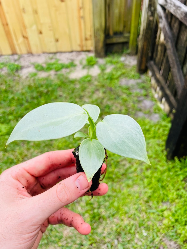 Philodendron silver sword hastatum Starter Plant ALL STARTER PLANTS require you to purchase 2 plants image 8