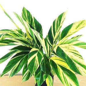 May include: A potted plant with green and yellow striped leaves. The plant is in a black pot and is sitting on a wooden surface.