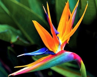 Orange bird of paradise 2”pot **(ALL plants require you to purchase ANY 2 plants!)**