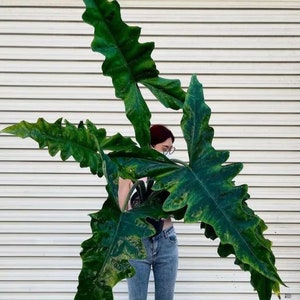 Alocasia Sabrina Starter Plant **(ALL PLANTS require you to purchase 2 plants!)**