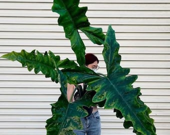 Alocasia Sabrina Starter Plant **(ALL PLANTS require you to purchase 2 plants!)**