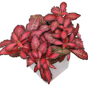 Fittonia red (nerve plant) Starter Plant (ALL STARTER PLANTS require you to purchase 2 plants!)**