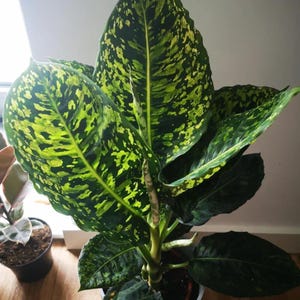 May include: A potted green and yellow variegated plant with large, oval leaves. The plant is in a gray pot and is sitting on a wooden floor.