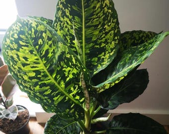 Puede incluir: Una planta verde y amarilla variegada en maceta con hojas grandes y ovaladas. La planta está en una maceta gris y está sobre un suelo de madera.