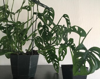 philodendron melanochrysum gelbe blätter Philodendron Melanochrysum Variegated – oramicin main image 0