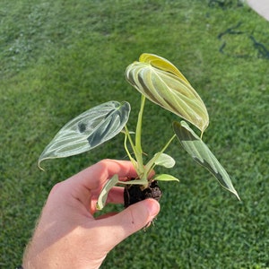 May include: A small Philodendron Melanochrysum plant with several large, textured leaves in shades of green and brown. The plant is held in a hand against a backdrop of green grass. The leaves have prominent veins and a velvety texture.