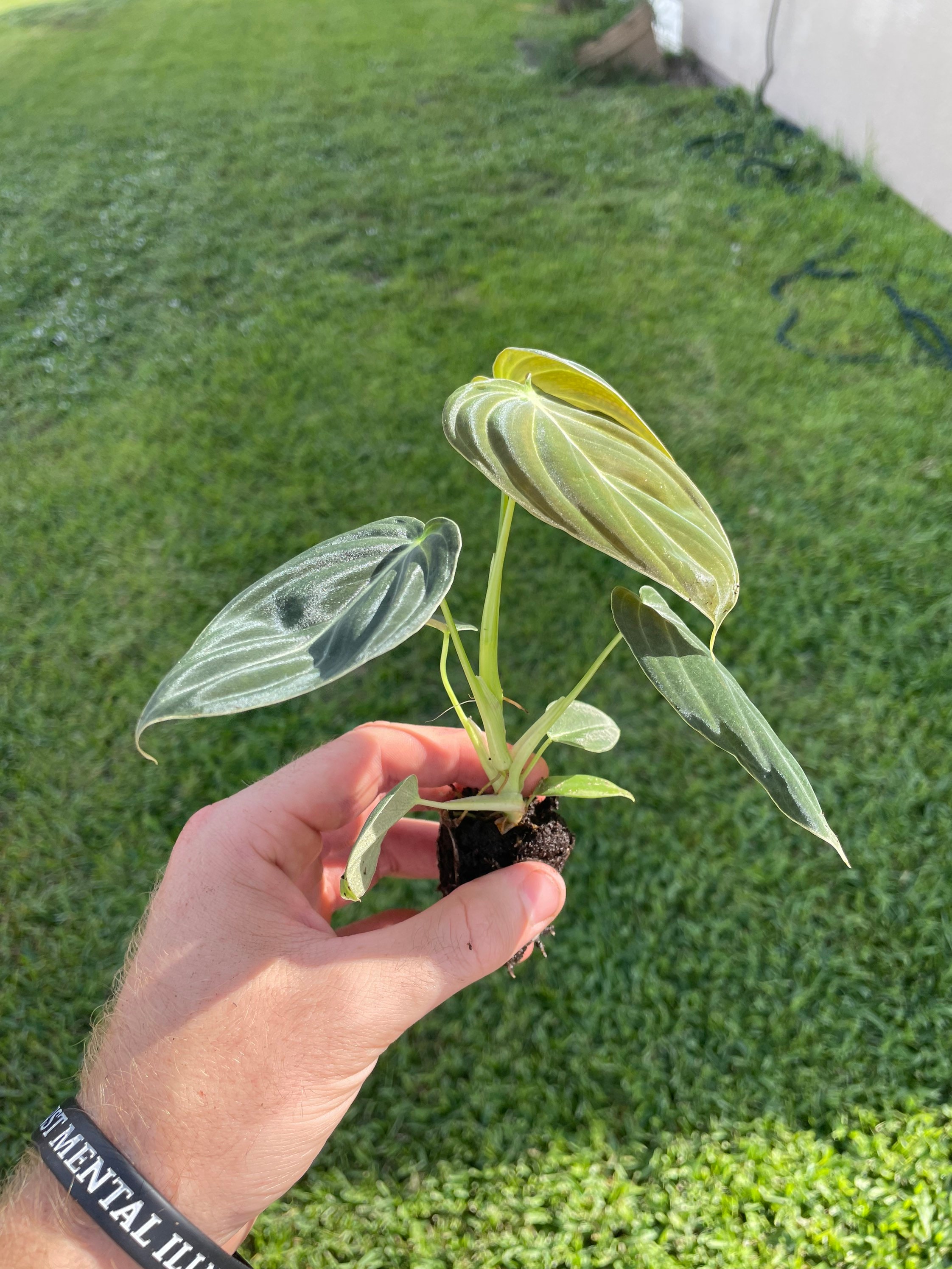 philodendron verrucosum pflege Philodendron Verrucosum – Foliage Dreams main image 1