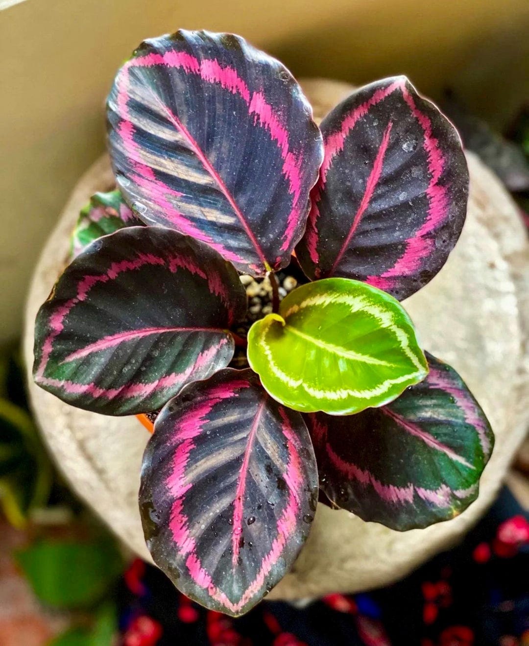 Calathea Jessie Princess Starter Plant **(ALL Plants Require You to  Purchase ANY 2 Plants!)** - Etsy