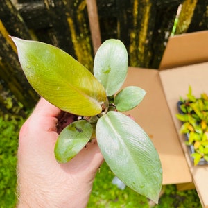 Black Cardinal Philodendron ALL starter plants require you to purchase 2 plants image 8