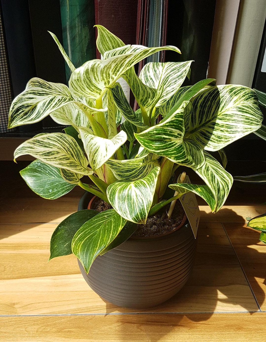 solid green spider plant Variegated Spider Plant | Houseplant Delivery